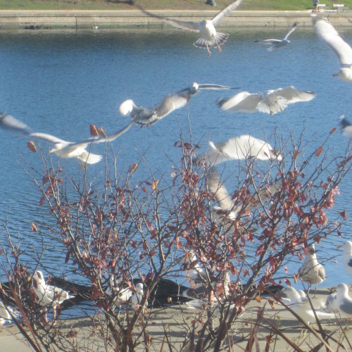 Lake Merritt, Late November