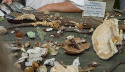Mycological (stereo version)