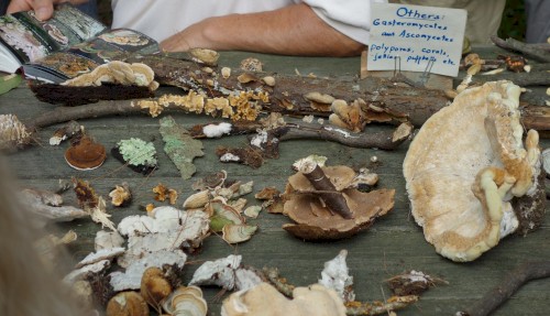 Mycological (stereo version)
