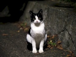 Neko, vol.1