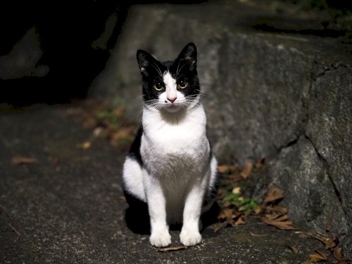 Neko, vol.1