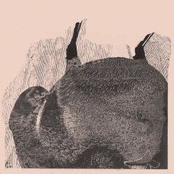 Knive