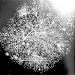 Mycelia_test1