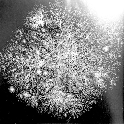 Mycelia_test1