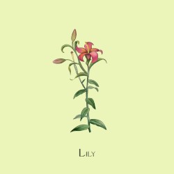 Lily