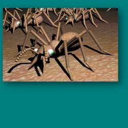 Tetramorium Caespitum