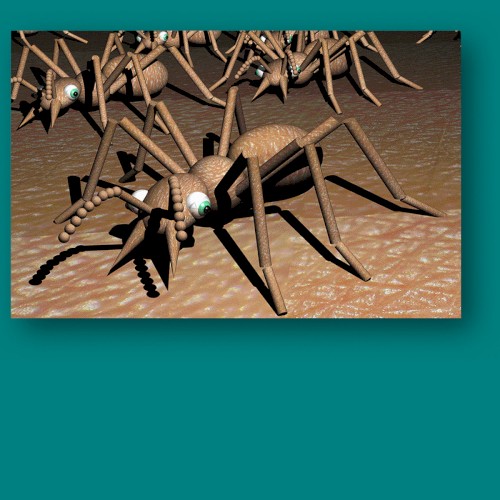 Tetramorium Caespitum