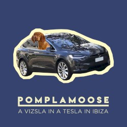 A Vizsla in a Tesla in Ibiza