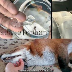 Sea Elephant & The MOST important thing is to pet the fox.