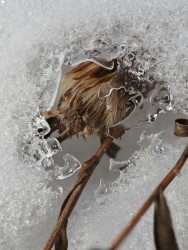 Transparent Flower