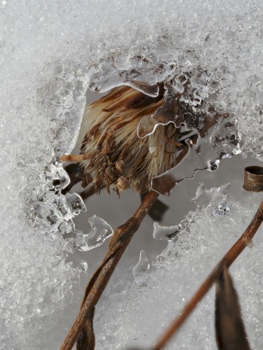 Transparent Flower