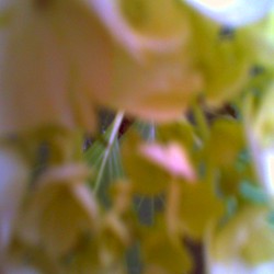 geißblatt