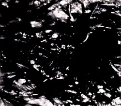 Presences of Absences