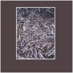 A Photograph of Wood