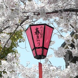 fallen petals
