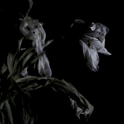 As We Cup Our Hands and Drink From the Stream of Our Ache