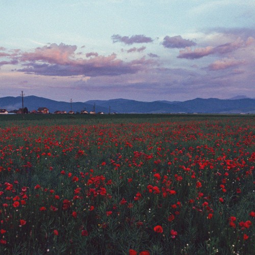Poppy Hill