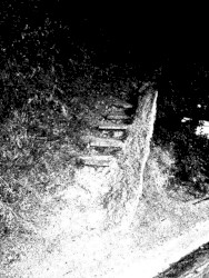 The Remains of Human Bones
