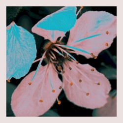 Cherry Blossom