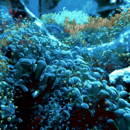Tide