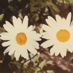 Jesse (acoustic version)