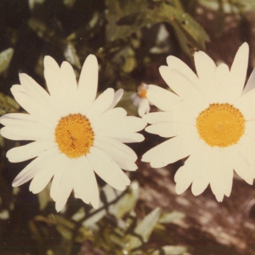 Jesse (acoustic version)