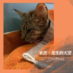 來世：花生的天堂 Future World：Peanut's Heaven
