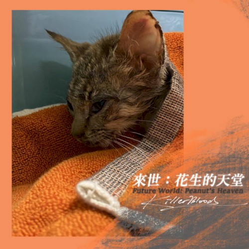 來世：花生的天堂 Future World：Peanut's Heaven