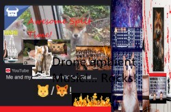 🐱 / 🦊