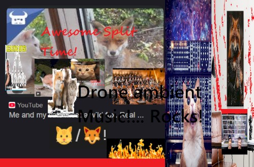 🐱 / 🦊