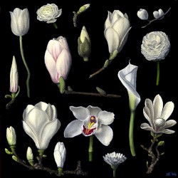 New Botany