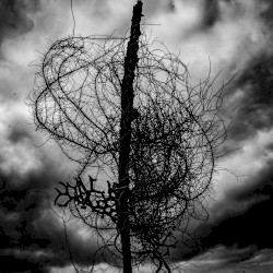 Atrophied Divinity