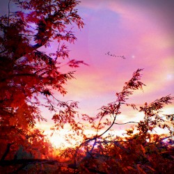 nature by numbers