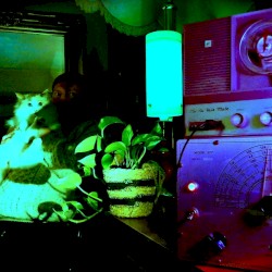 Tarkovsky’s Cat