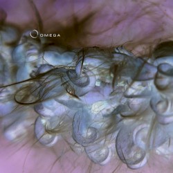 Cocoon