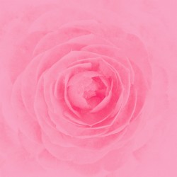 Camellia