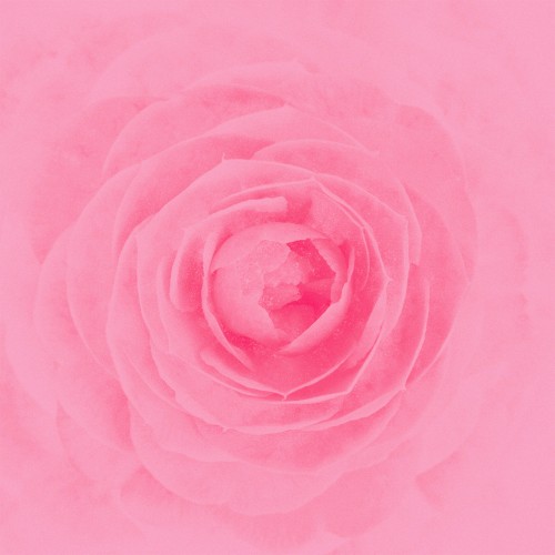 Camellia