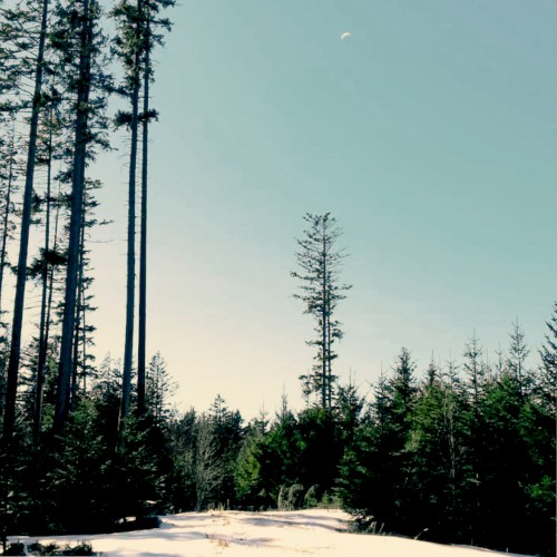 Awakening of the Pines