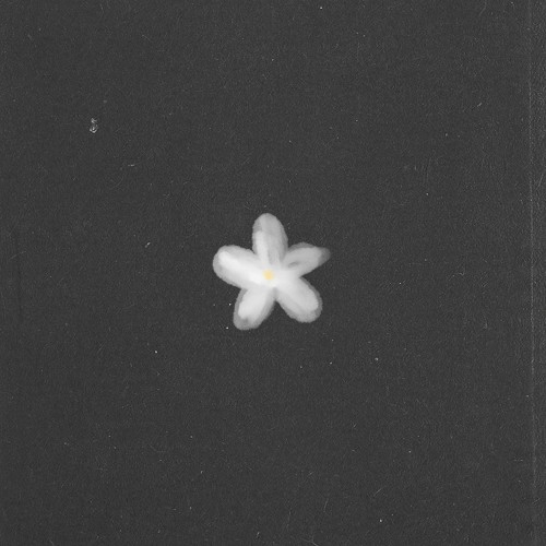 Sampaguita