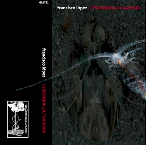 Lysiosquilla Gaussia