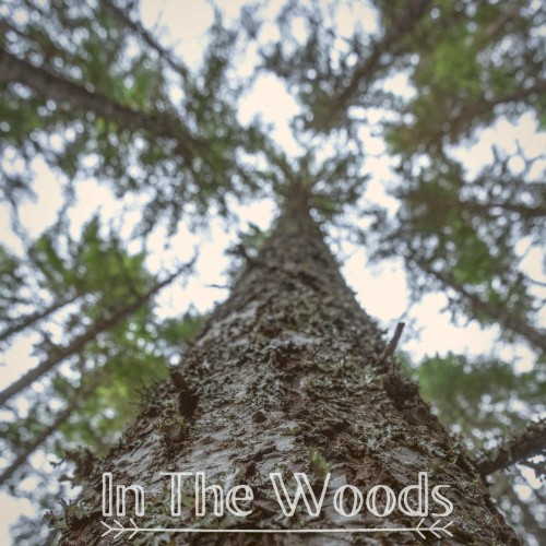 In the Woods