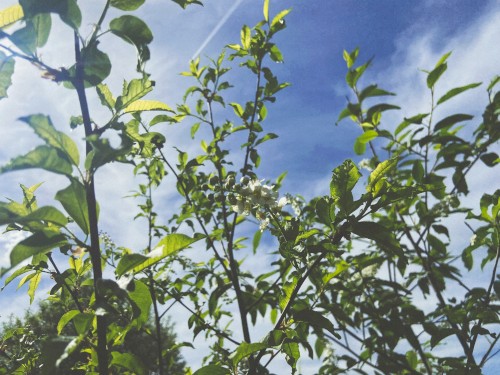 blooming in green
