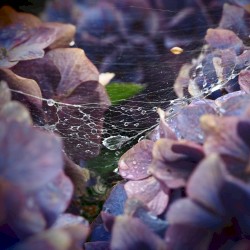 delicate