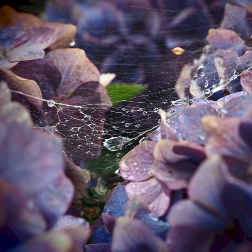 delicate