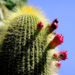 #114: As Thorns Sunk Into the Hand (Part 3)