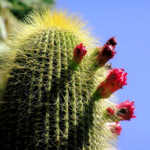 #114: As Thorns Sunk Into the Hand (Part 3)