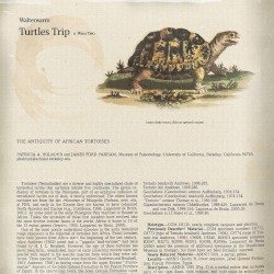 turtles trip