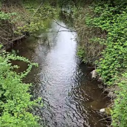 North Creek Trail (Cellphone Recordings) (05-07-2025)