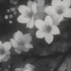 meaning