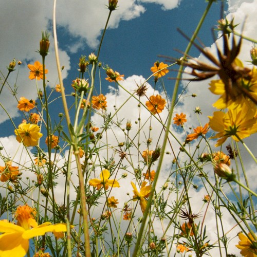 Spring / Clarion